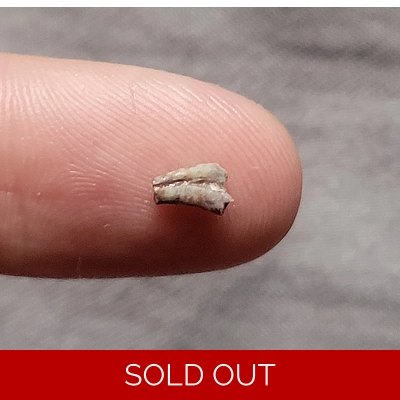 Very Rare Triassic Theropod Hand Claw Partial Fossil Dinosaur Bone Coelophysis